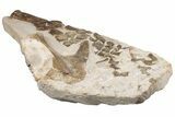 24" Fossil Plesiosaur Paddle & Pelvic Bone Association - Asfla - #199981-5